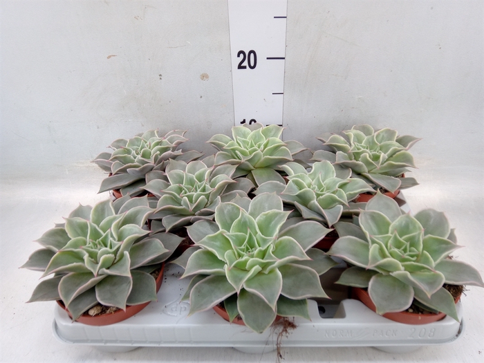 <h4>Echeveria   ...</h4>