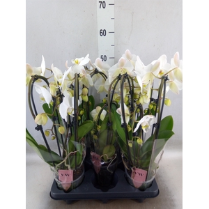 Phalaenopsis  'Elegant Cascade'