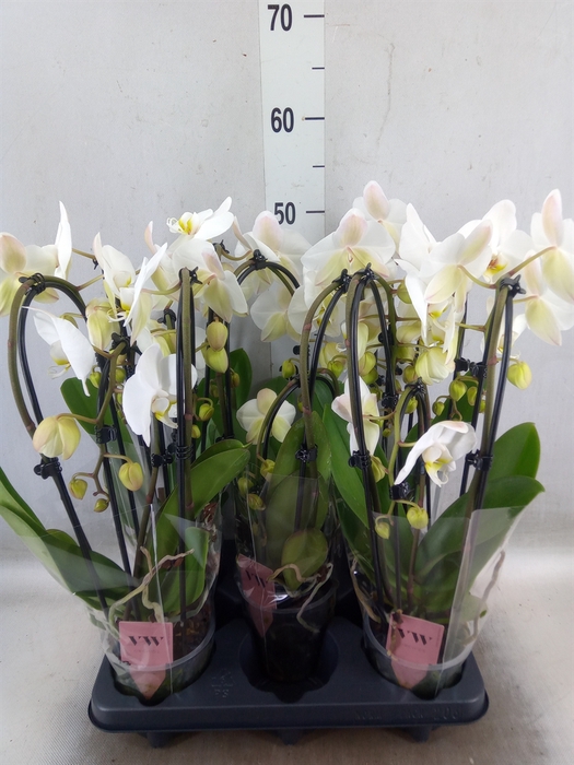 <h4>Phalaenopsis  'Elegant Cascade'</h4>