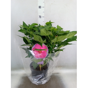 Hibiscus mosch. 'Extreme Hot Pink'