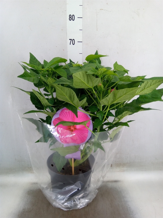 <h4>Hibiscus mosch. 'Extreme Hot Pink'</h4>