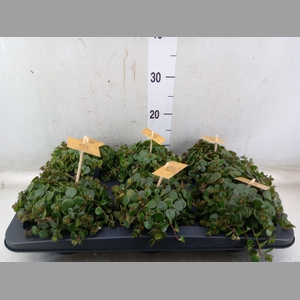 Sedum makinoi 'Kosmosje'