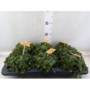 Sedum makinoi 'Kosmosje'