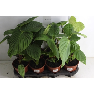 PHILODENDRON NANGARITENSE P15