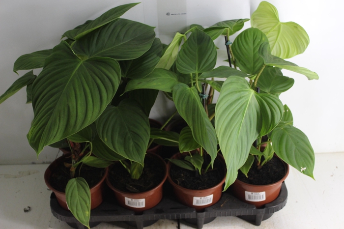 <h4>PHILODENDRON NANGARITENSE P15</h4>