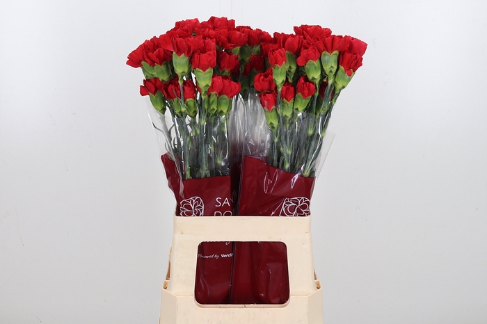 <h4>Di St Red</h4>
