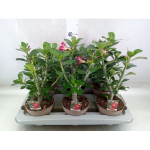 Adenium obesum 'Anouk'