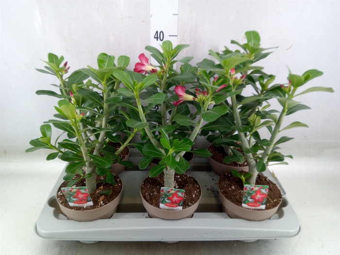 <h4>Adenium obesum 'Anouk'</h4>