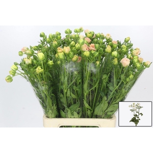 RAN CO MAG MASCARPON