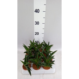Sansevieria cyl.  ...