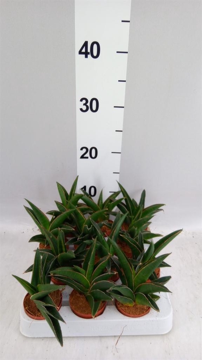 <h4>Sansevieria cyl.  ...</h4>
