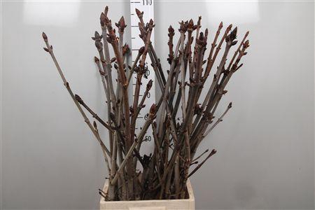 <h4>Aesculus Hippoc Tak</h4>