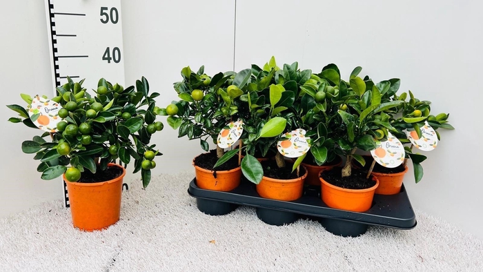 <h4>CITR MICROCARPA</h4>