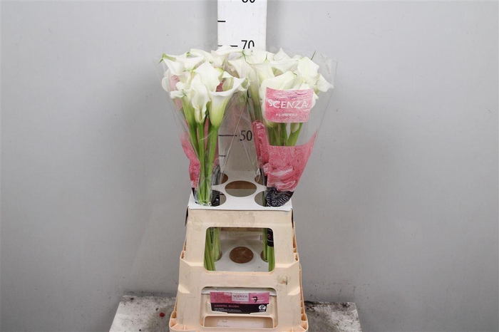 <h4>Zant Crystal Blush</h4>