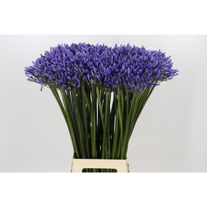 Agapanthus Dr Brouwer