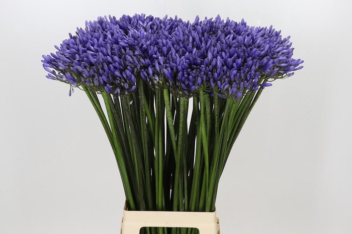 <h4>Agapanthus Dr Brouwer</h4>