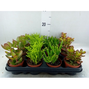 CRASSULA   ...MIX