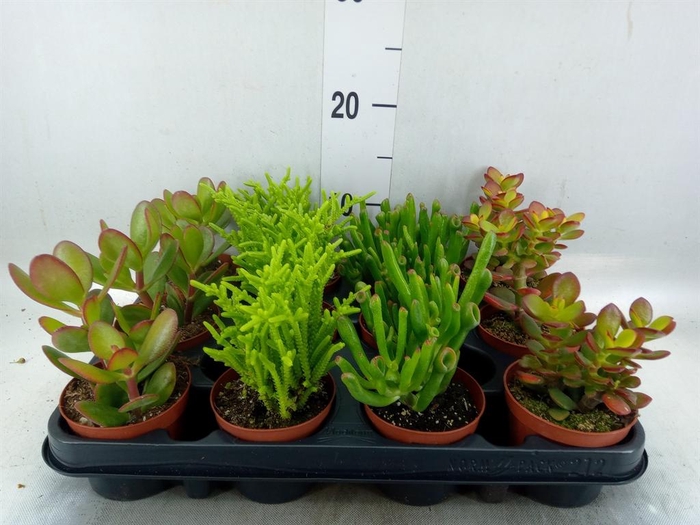 <h4>CRASSULA   ...MIX</h4>