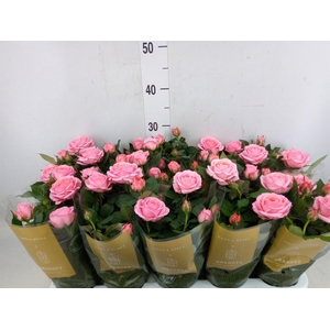 Rosa  'Firebird Kordana Grande'