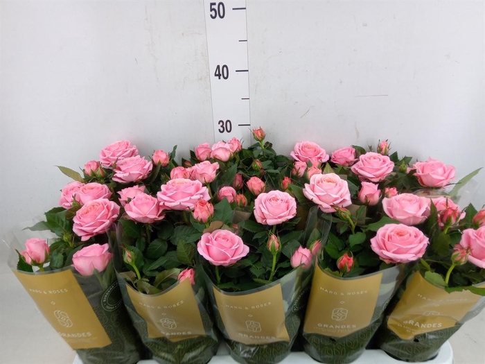 <h4>Rosa  'Firebird Kordana Grande'</h4>