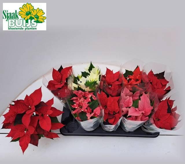 <h4>EUPHOR P GEM 5KL</h4>