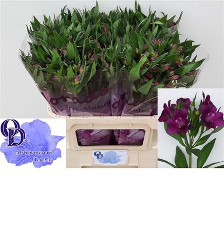 <h4>Alstr Morado</h4>