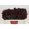 Leucadendron Saf Sunset Dark R.
