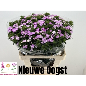 DI BARB AM ROSE