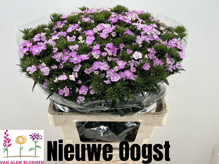 <h4>DI BARB AM ROSE</h4>