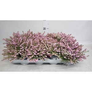 Erica darley. 'Darley Dale'