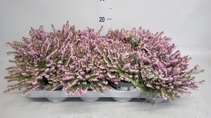 <h4>Erica darley. 'Darley Dale'</h4>