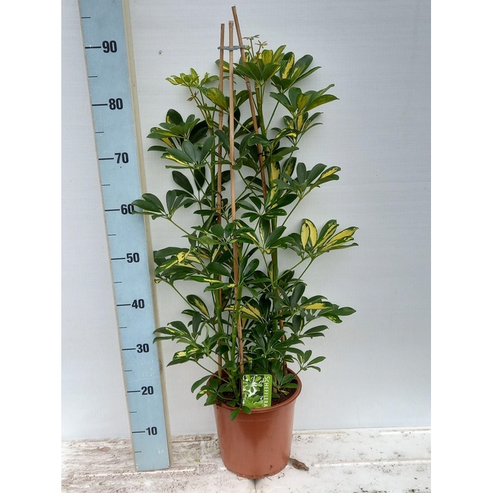 <h4>SCHEF AR GOLD CAPELL</h4>