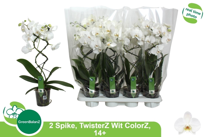 <h4>PHAL GR TWISTERZ</h4>