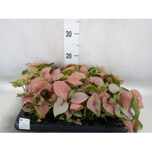 Syngonium  'Red Heart'