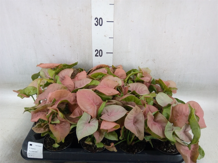 <h4>Syngonium  'Red Heart'</h4>