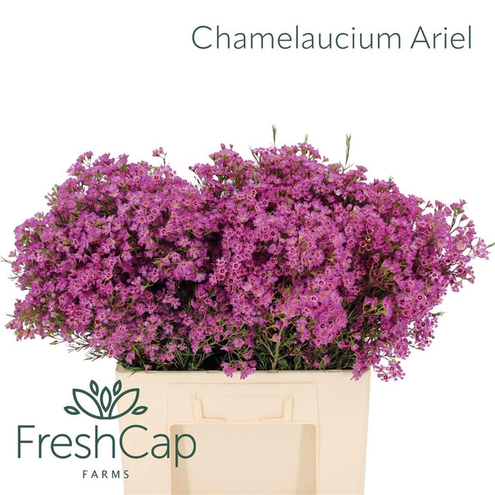 <h4>Chame Un Ariel</h4>