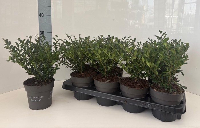 <h4>ILEX CRENATA</h4>