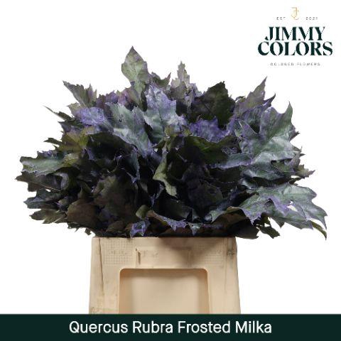 <h4>Quercus Rubra L60 Frosted Milka</h4>