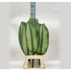 Calathea White (box)