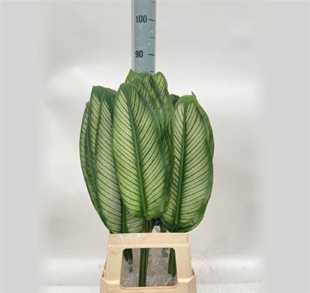 <h4>Calathea White (box)</h4>