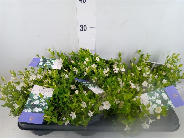 <h4>Vinca minor</h4>