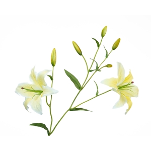 Lilium Yellow