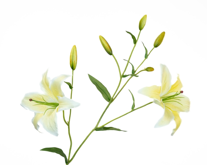 Lilium Yellow
