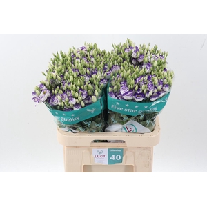 Eus G Rosi Blue Pico