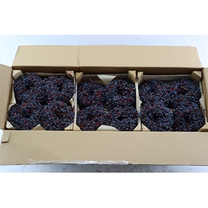 Wr Sierfruit Ampelopsis 12 Cm