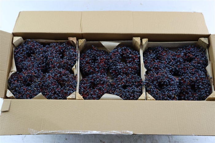 <h4>Wr Sierfruit Ampelopsis 12 Cm</h4>