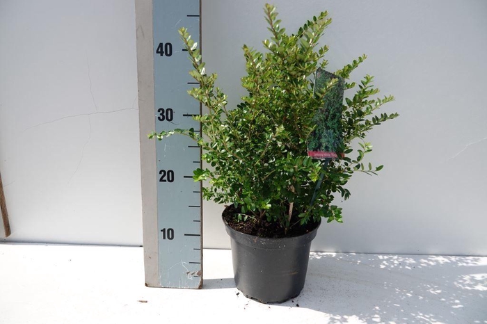 <h4>Lonicera nitida Elegant</h4>
