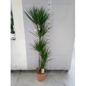 Dracaena marg.