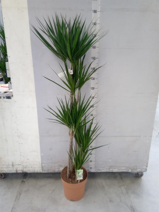 <h4>Dracaena marg.</h4>