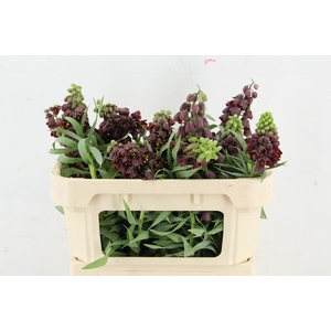 FRIT PERSICA ARTISTIEK